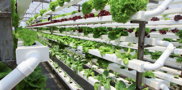 Hydroponic Farming: Turning City Buildings into Farms