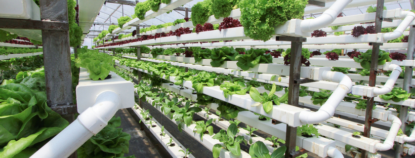 Hydroponic Farming: Turning City Buildings into Farms